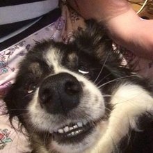 funny animals