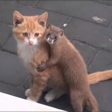 funny animals
