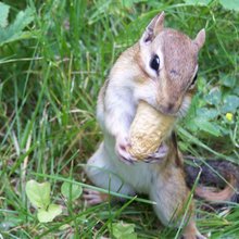 funny animals
