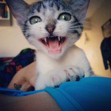 funny animals
