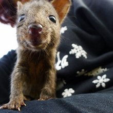 funny animals