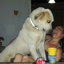 funny animals