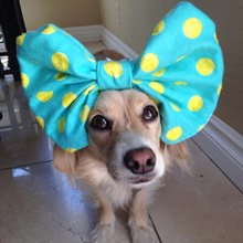 funny animals