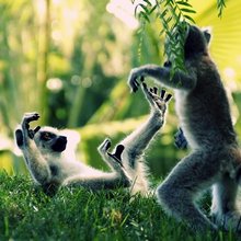 funny animals