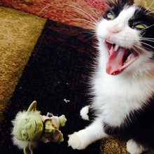 funny animals