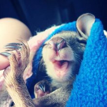 funny animals