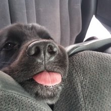 funny animals