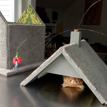 funny animals