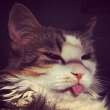 funny animals