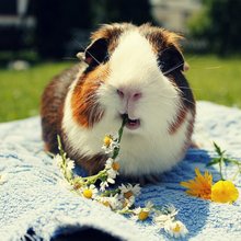 funny animals