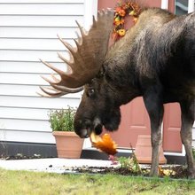 funny animals