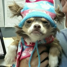funny animals
