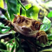 funny animals