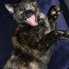 funny animals