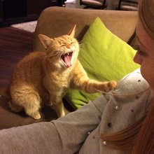 funny animals