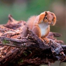 funny animals