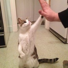 funny animals