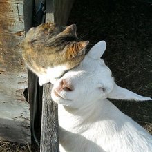 funny animals