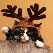 funny animals