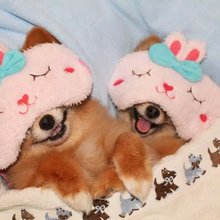 funny animals