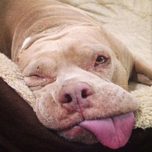 funny animals