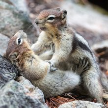 funny animals