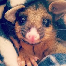 funny animals