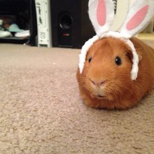 funny animals