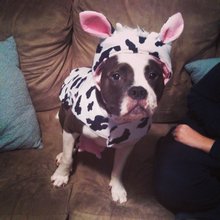 funny animals