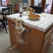 funny animals