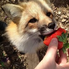 funny animals