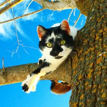 funny animals