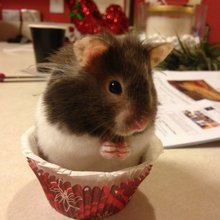 funny animals