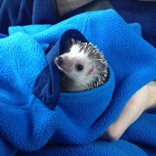 funny animals