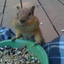 funny animals