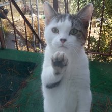 funny animals