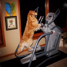 funny animals
