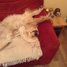 funny animals