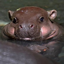 funny animals