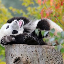 funny animals