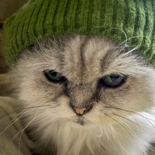 funny animals