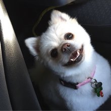 funny animals