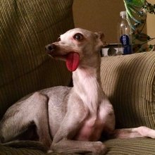 funny animals