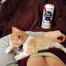 funny animals