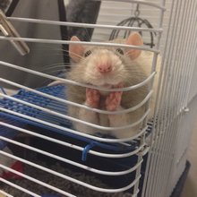 funny animals