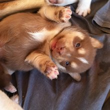 funny animals