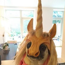 funny animals