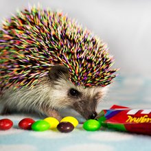 funny animals