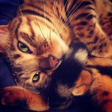 funny animals