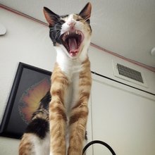 funny animals